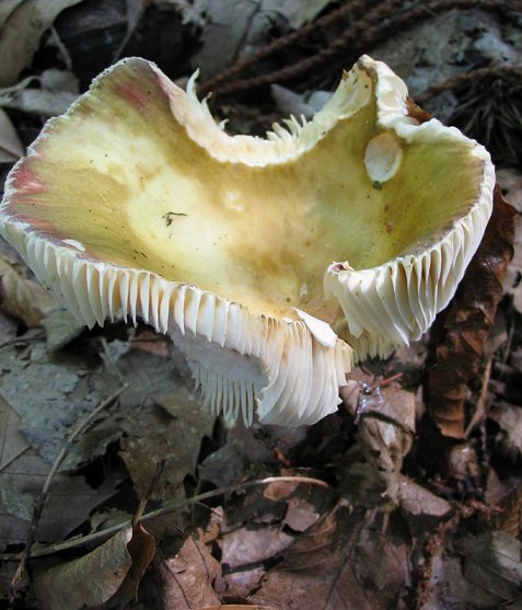 fungo Euganei 11