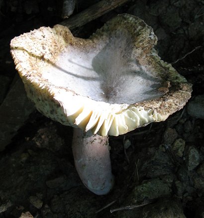 fungo Euganei 11
