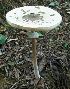 Macrolepiota sp. ed Amanita