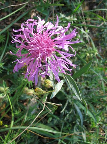 molte Centaurea