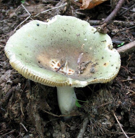 fungo Euganei 11