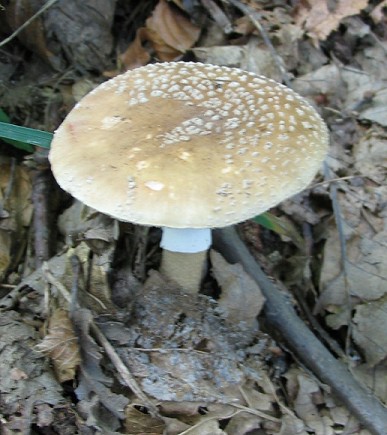 Macrolepiota sp. ed Amanita