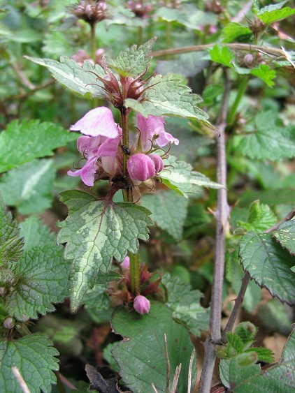 Lamium maculatum & Lamium orvala