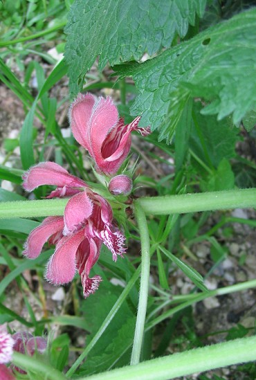 Lamium maculatum & Lamium orvala