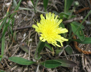 Asteracea - Hieracium sp.?
