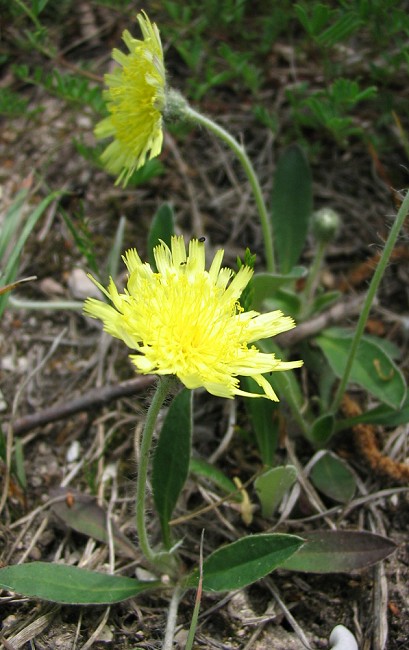 Asteracea - Hieracium sp.?