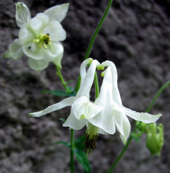 Piante albine