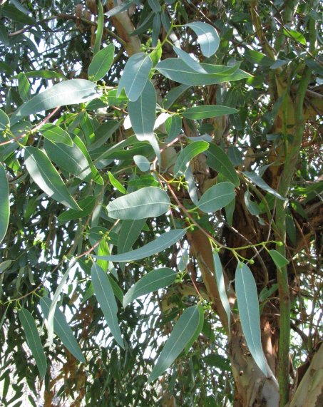 salix
