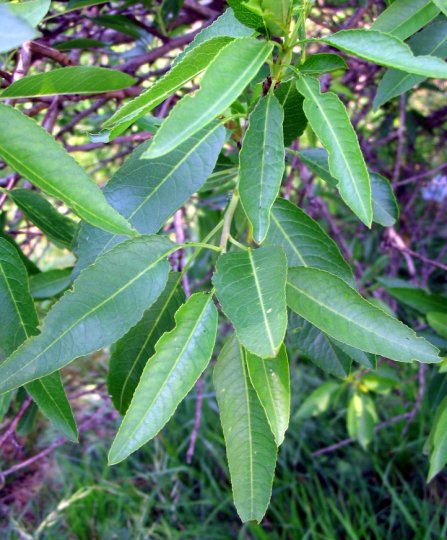 salix