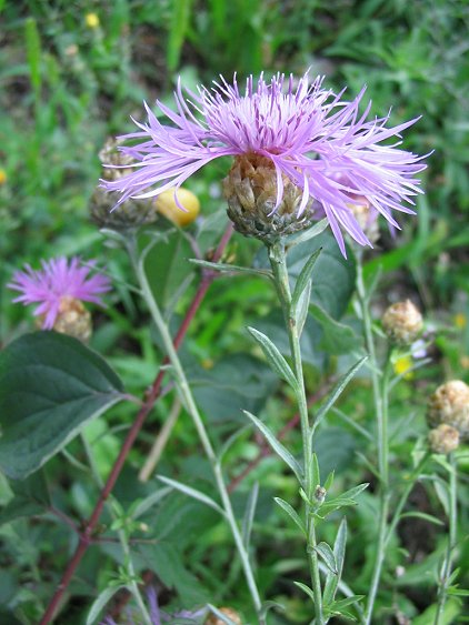 Centaurea scabiosa ? No, Centaurea gr. jacea