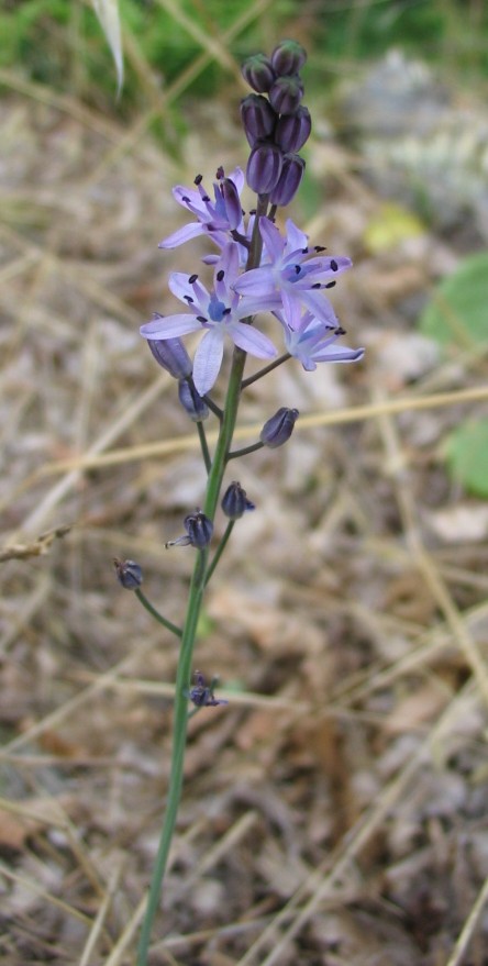 Prospero autumnale / Scilla autunnale
