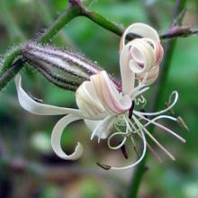 Silene nutans / Silene ciondola