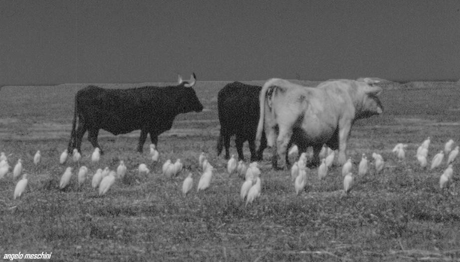 airone guardabuoi Bubulcus ibis