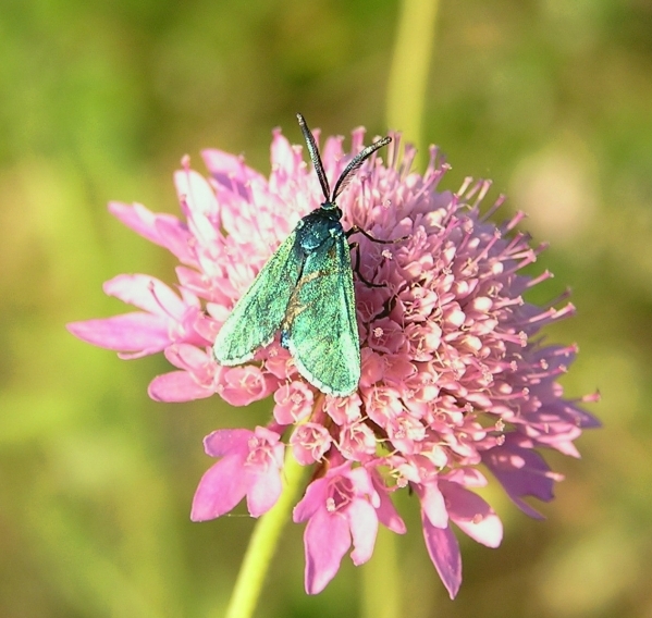 farfallina chiede aiuto