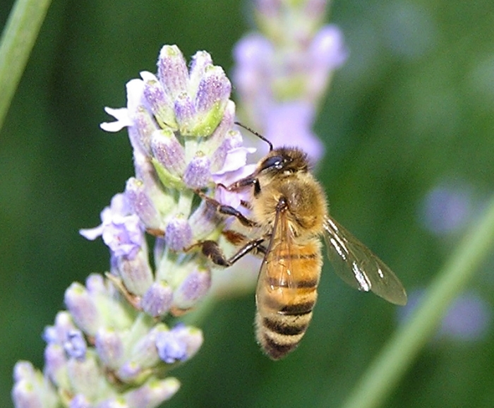 insetti macro?