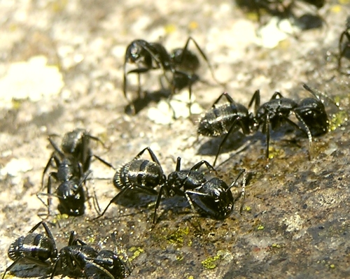 Camponotus vagus