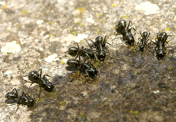 Camponotus vagus