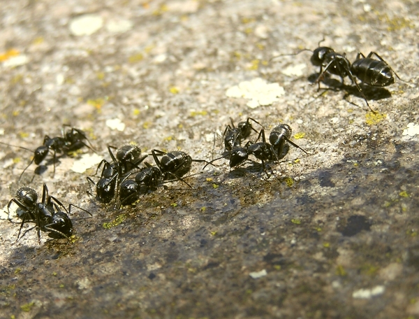 Camponotus vagus