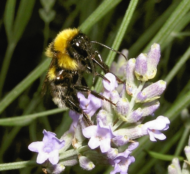 insetti macro?
