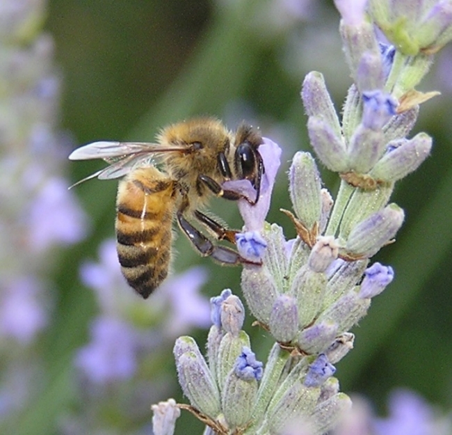 insetti macro?