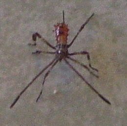 Leptoglossus occidentalis