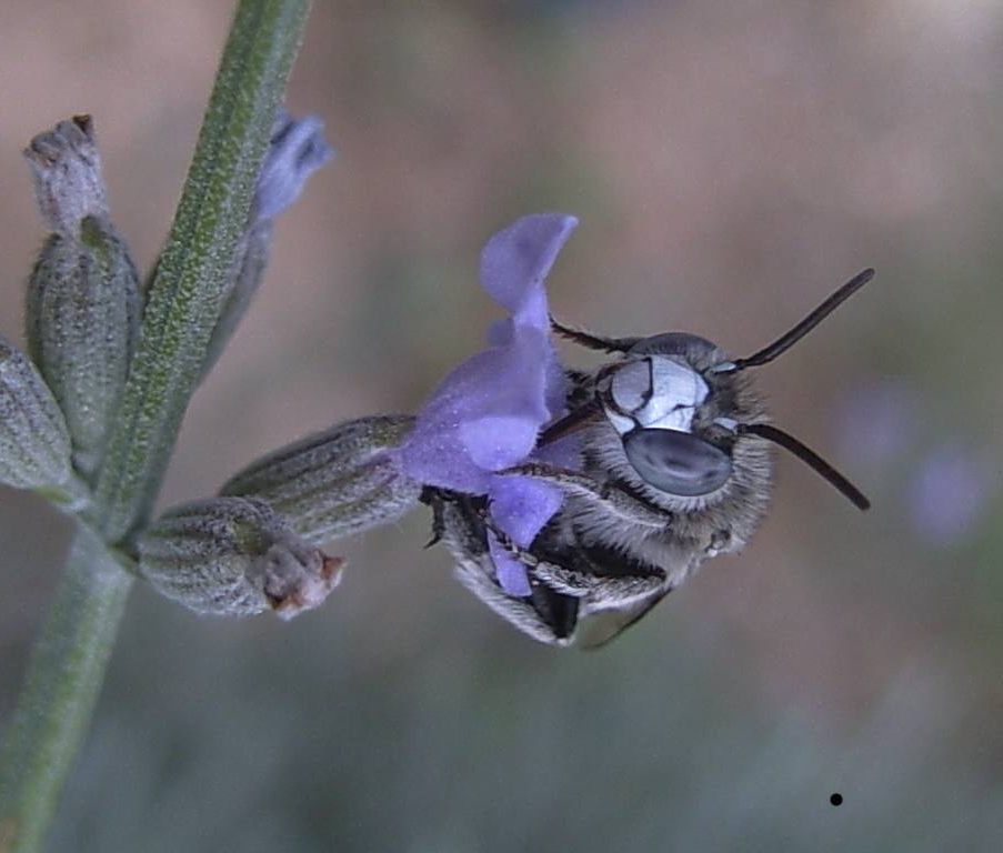 Amegilla sp. (Apidae Anthophorinae)