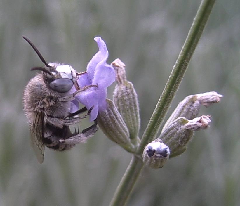 Amegilla sp. (Apidae Anthophorinae)