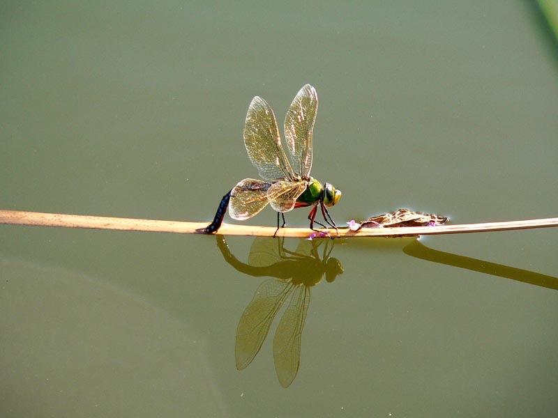 Ovodeposizione di Anax imperator
