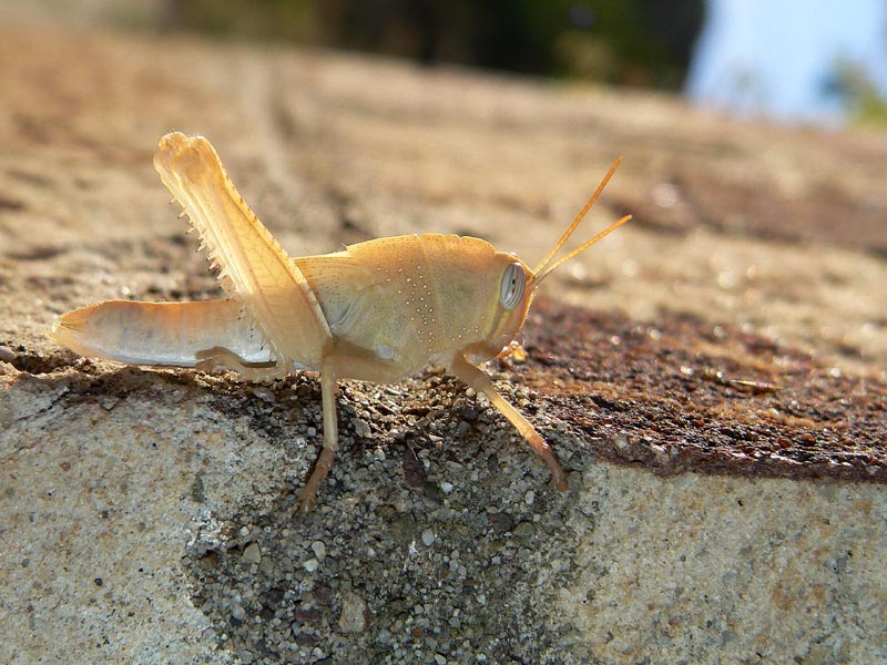 Giovane esemplare di Anacridium aegyptium