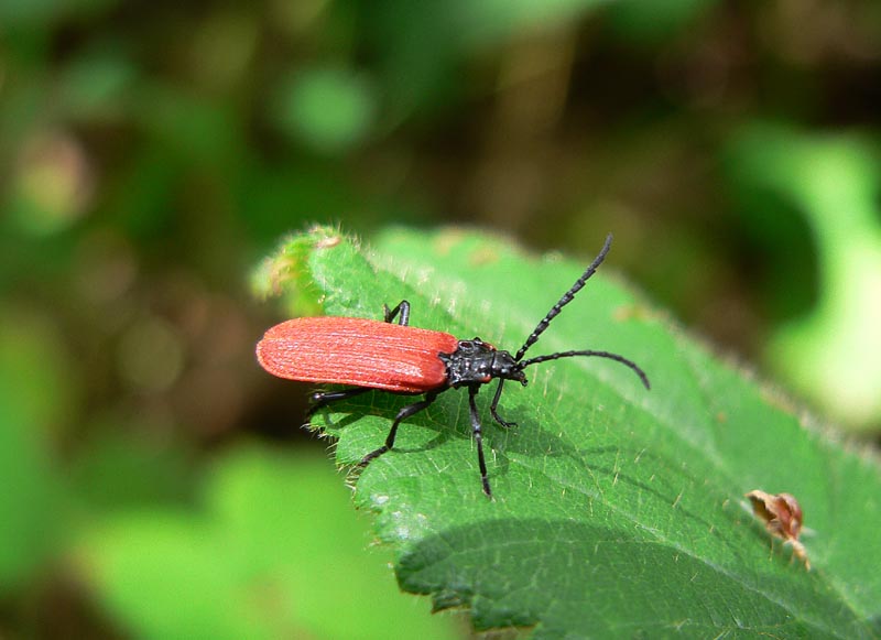 Ritratti (3): Lygistopterus anorachilus (Col. Lycidae)