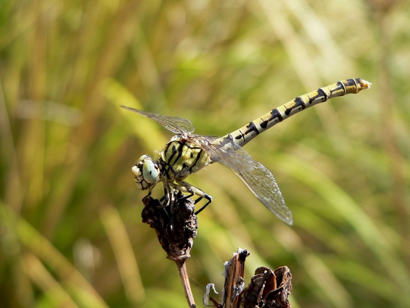 Onychogomphus forcipatus unguiculatus