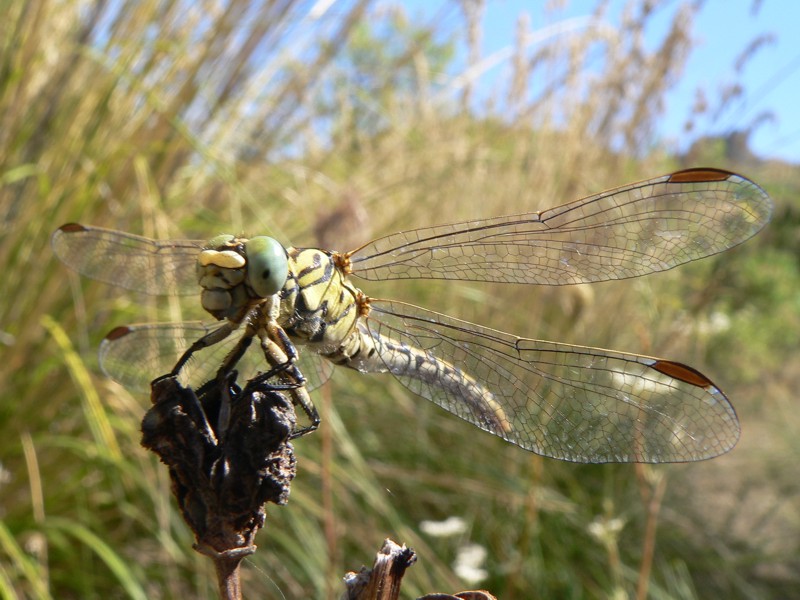 Onychogomphus forcipatus unguiculatus