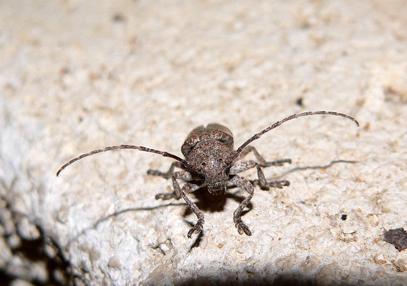  gi tempo di Cerambicidi.....Niphona picticornis