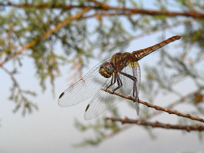 Appuntamento al buio!   Anoxia orientalis