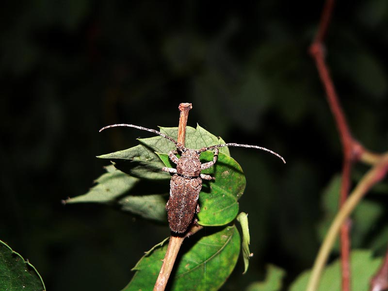  gi tempo di Cerambicidi.....Niphona picticornis