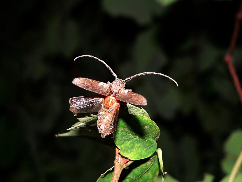  gi tempo di Cerambicidi.....Niphona picticornis