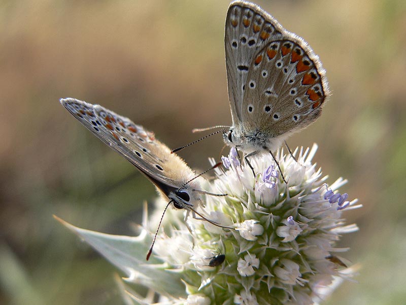 Polyommatus icarus