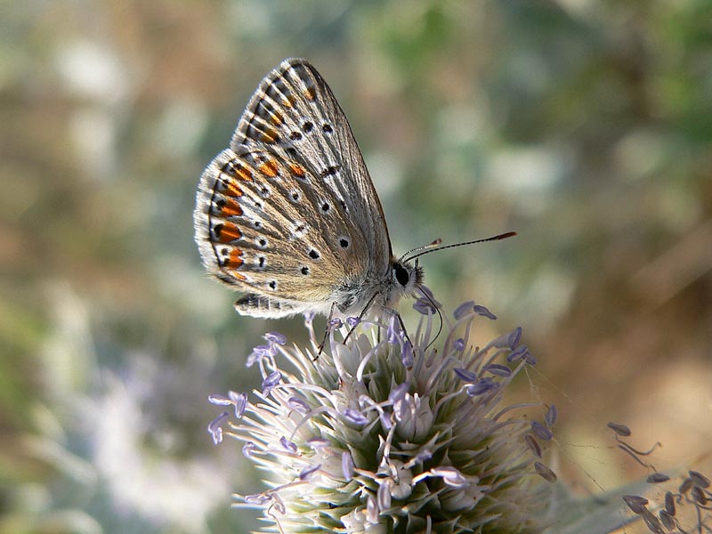 Polyommatus icarus