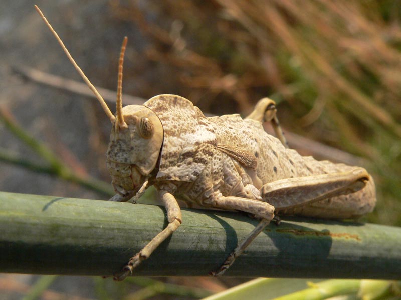 Un bel Pamphagidae: Acinipe calabra, femmina