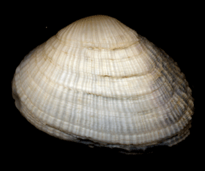 Pectinidae