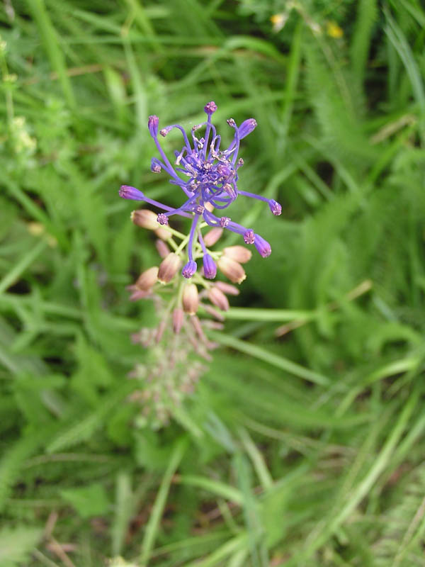 Muscari comosum / Lampagione