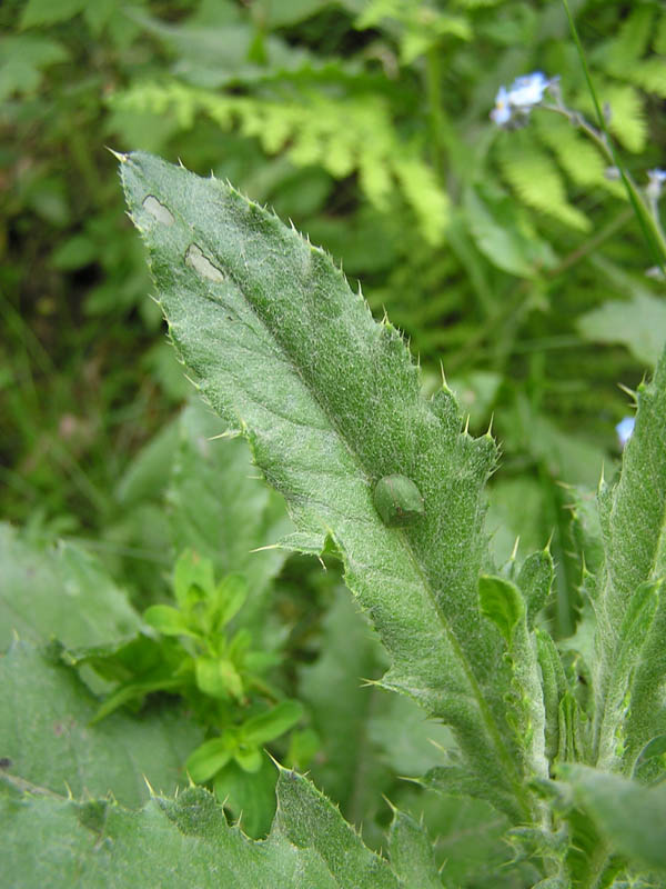 Cassida viridis