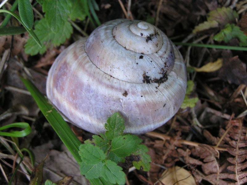 Helix ligata