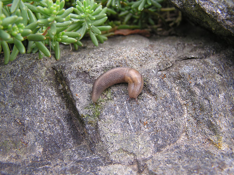 Lehmannia sp. da Chiavenna (SO)