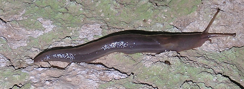 Limax sp. n. da Sovana (GR)