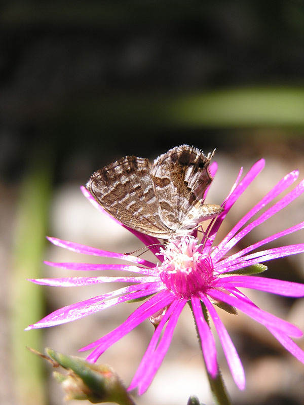 Cacyreus marshalli