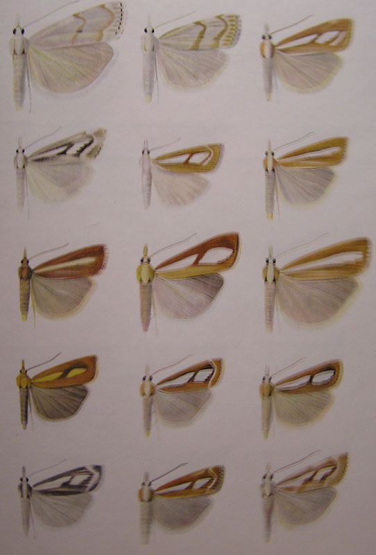 Catoptria sp.