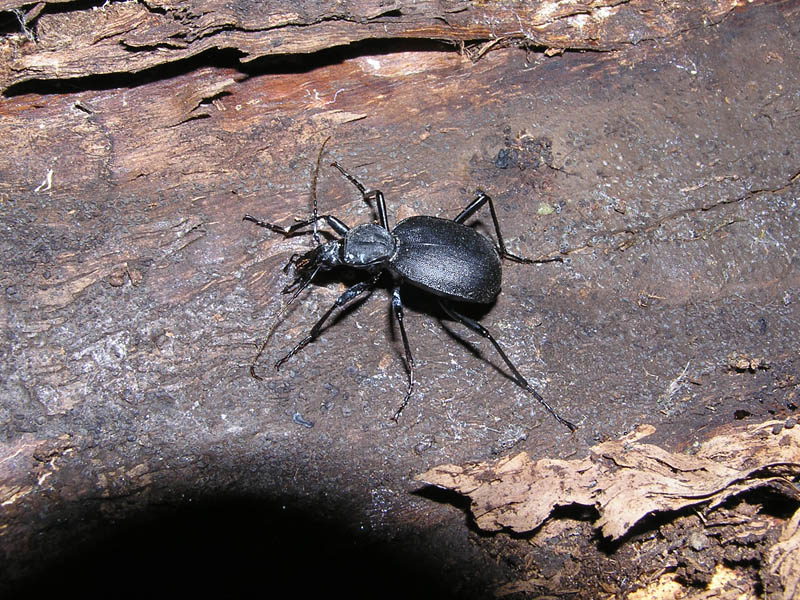 Cychrus italicus