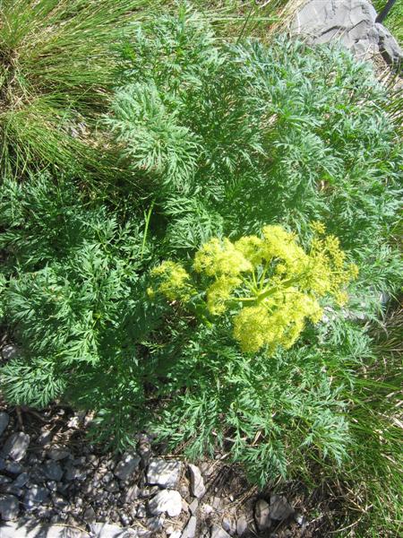Molopospermum peloponnesiacum