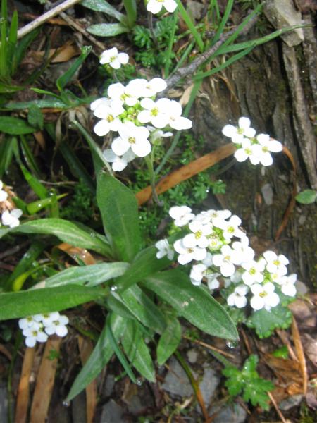 Hornungia alpina